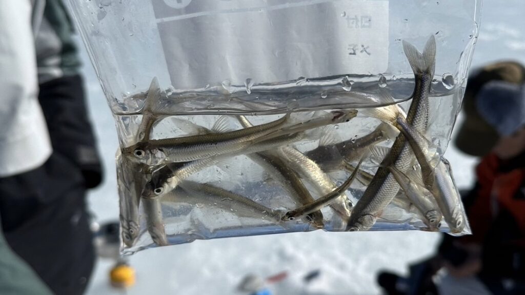 氷上ワカサギ釣りに行ってきた