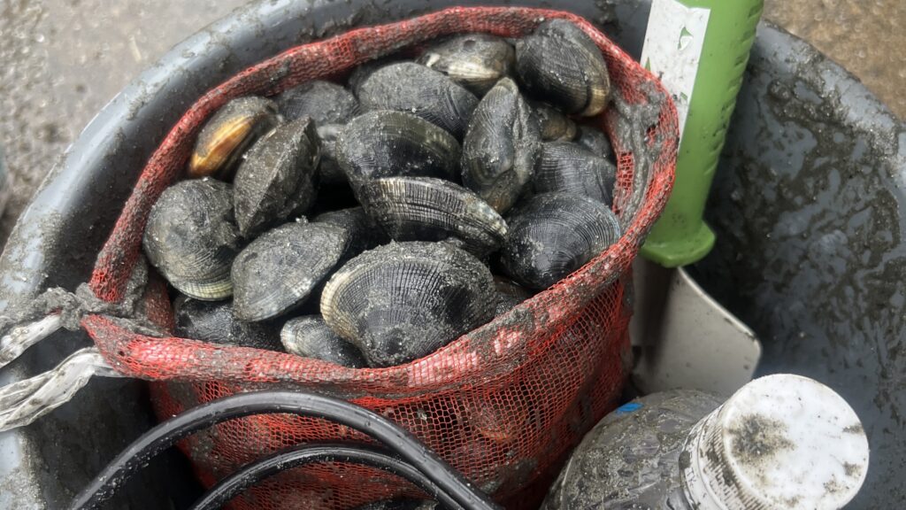 【潮干狩り】たくさんとるコツ