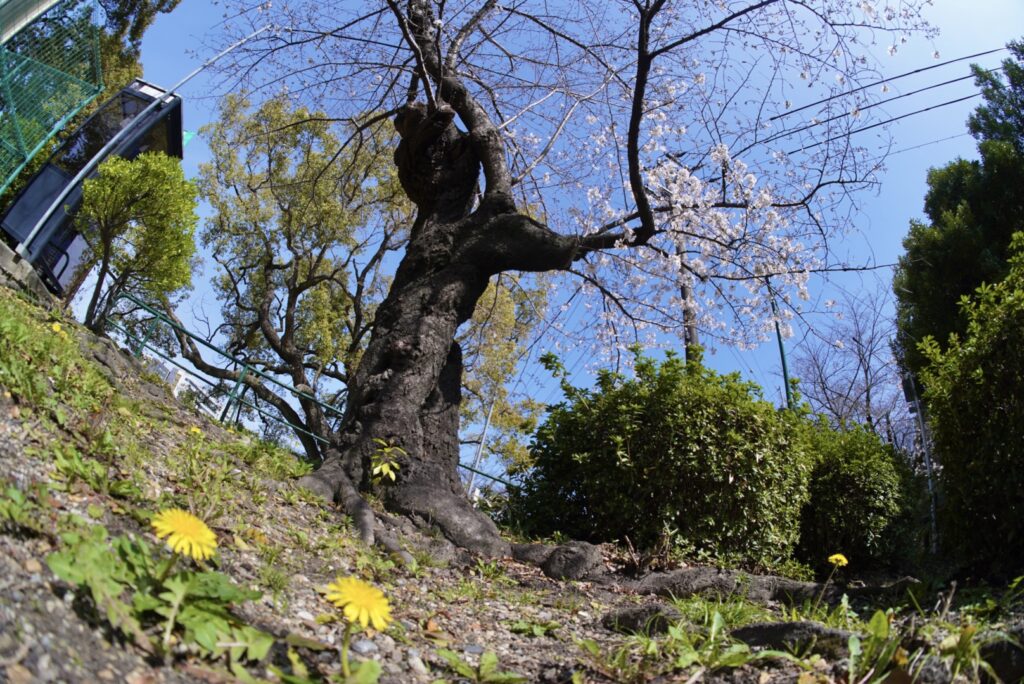 魚眼レンズを使いこなそう♪＜前編＞