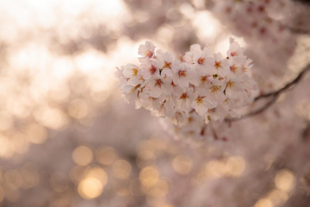 【初心者必見！】カメラのおすすめレンズ3選