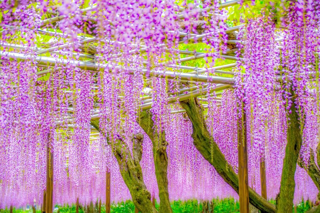 4月のおすすめ撮影スポット3選