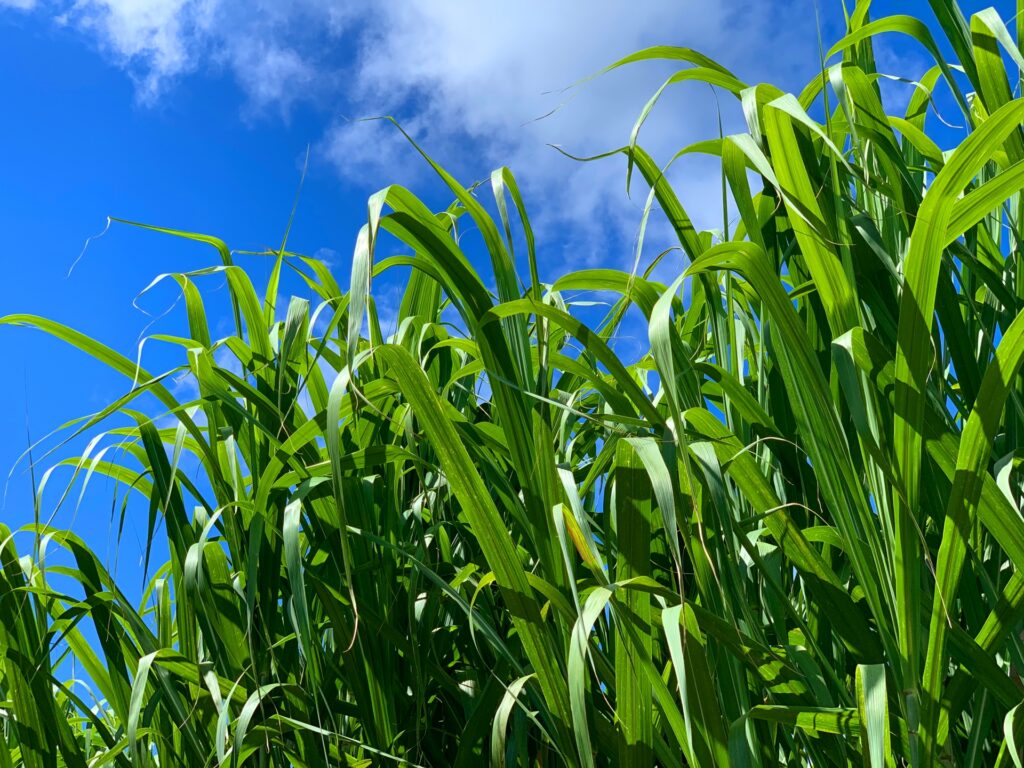 知っていてソンはない！全国の方言「沖縄編」