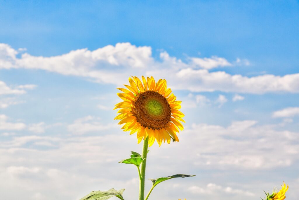 写真撮影の構図３選