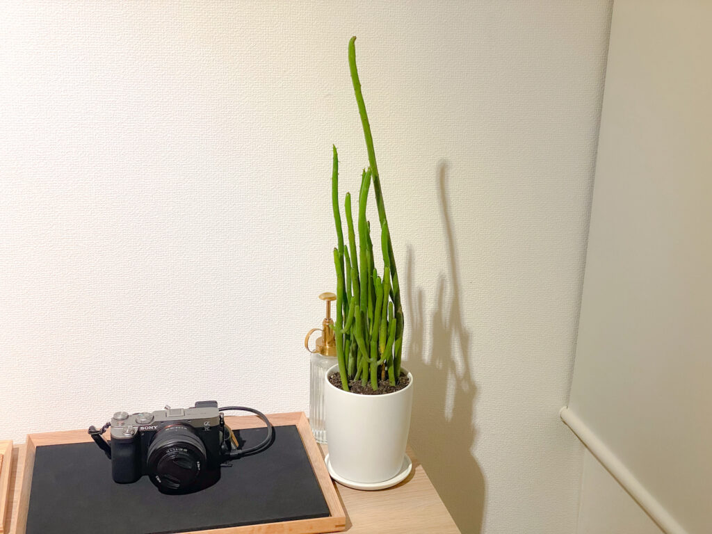 部屋の模様替えをして、植物と香りを導入しました