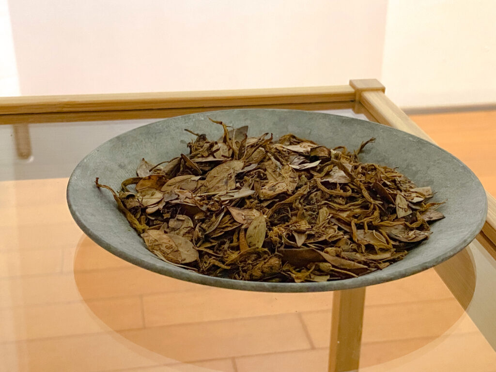 部屋の模様替えをして、植物と香りを導入しました