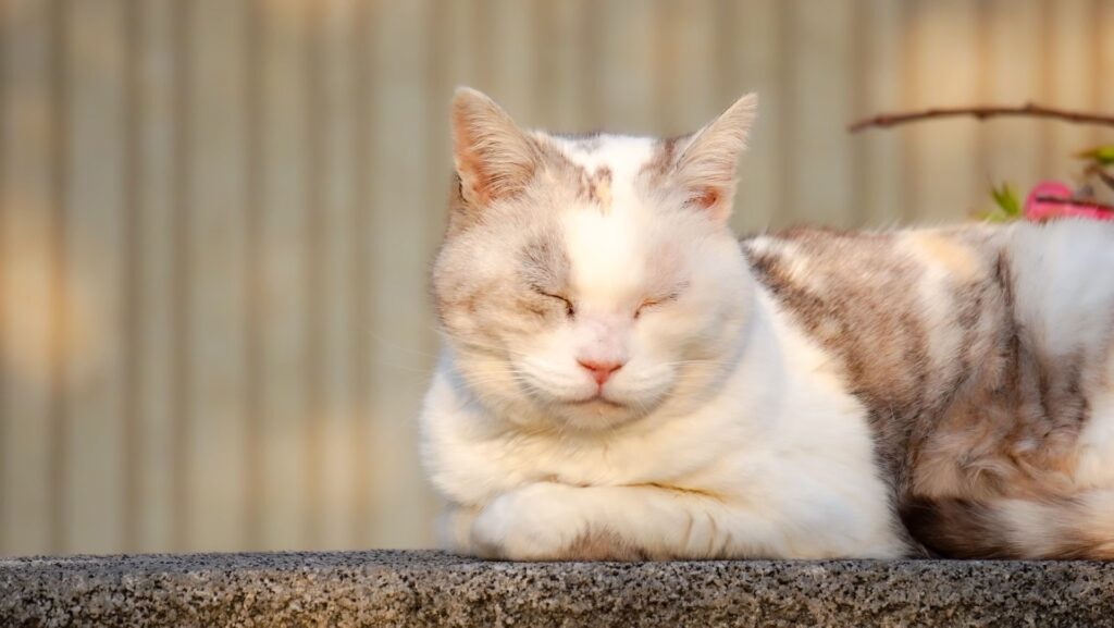 僕が使っているカメラ 「α7C」について