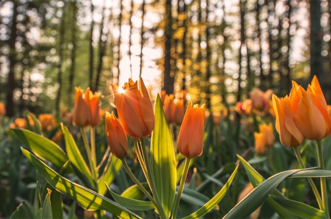 【初心者】撮影する前に覚えておきたい！おしゃれな９つの写真構図