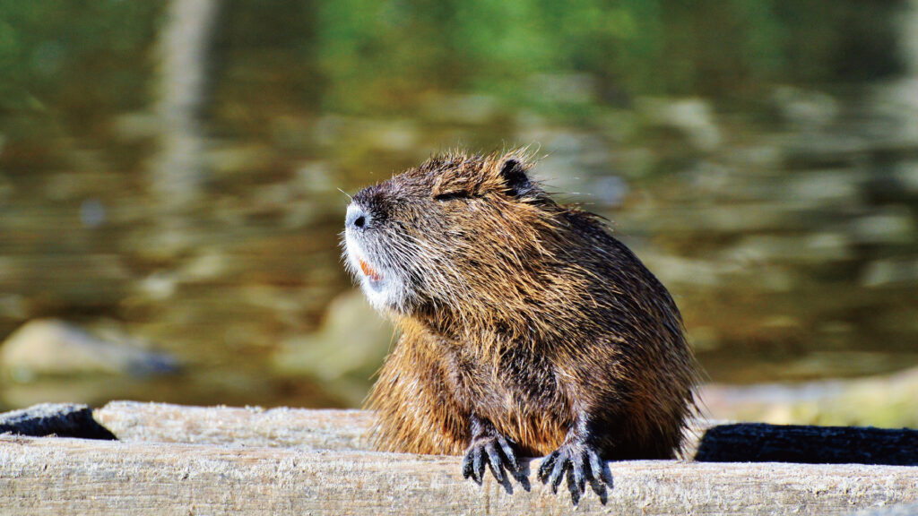 一宮市でヌートリアをみつけたら