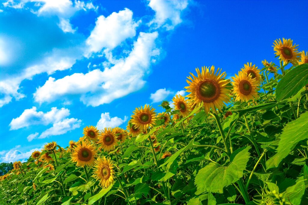 【初心者】撮影する前に覚えておきたい！おしゃれな９つの写真構図