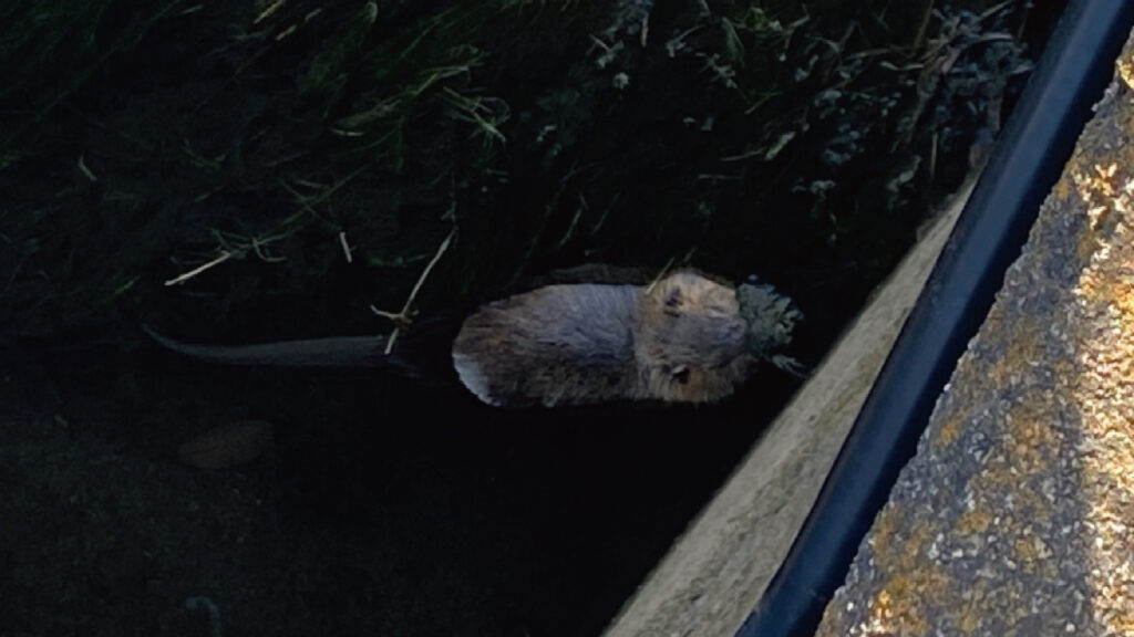 一宮市でヌートリアをみつけたら