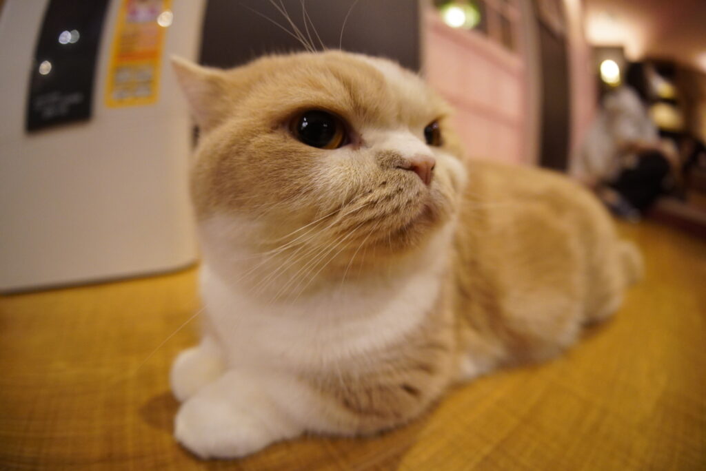 魚眼レンズを使いこなそう♪＜後編＞