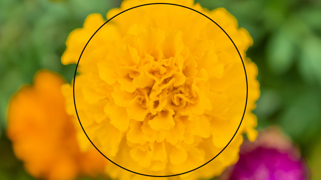 【初心者】撮影する前に覚えておきたい！ADおすすめの３つの基本の構図