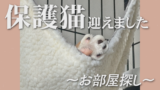 おとなの保護猫をお迎えしました③受け入れ準備編