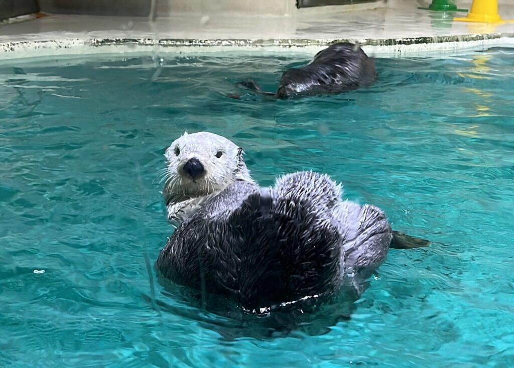 【日本でここだけ！】ラッコがかわいすぎた