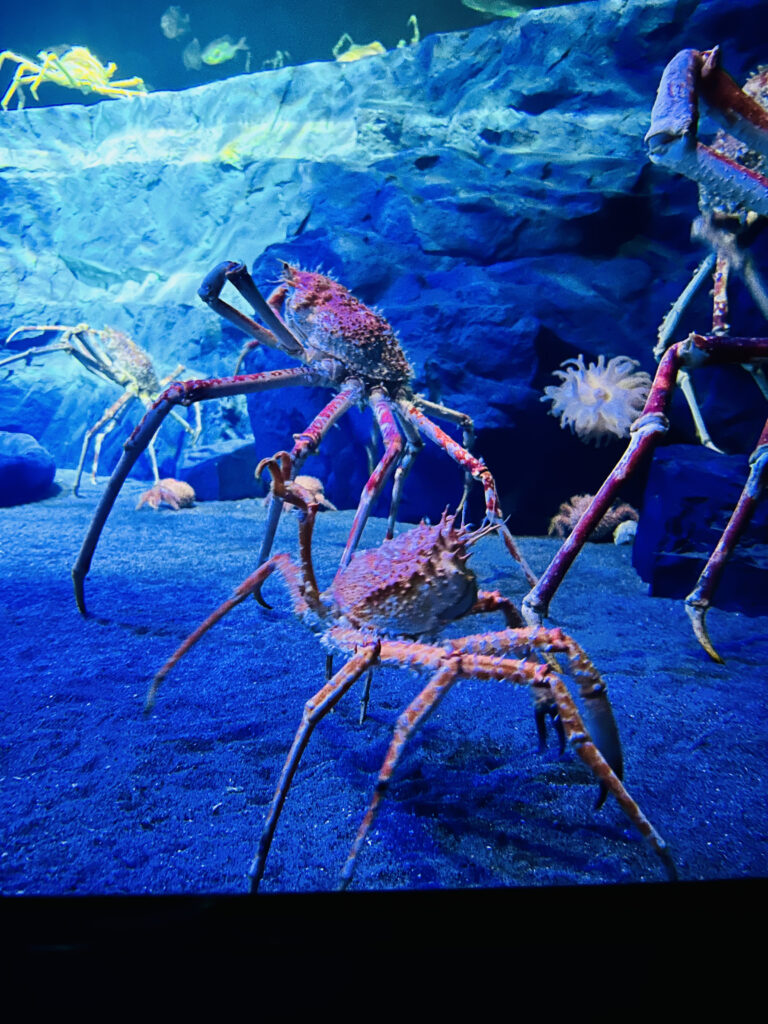 竹島水族館に行ってみた！