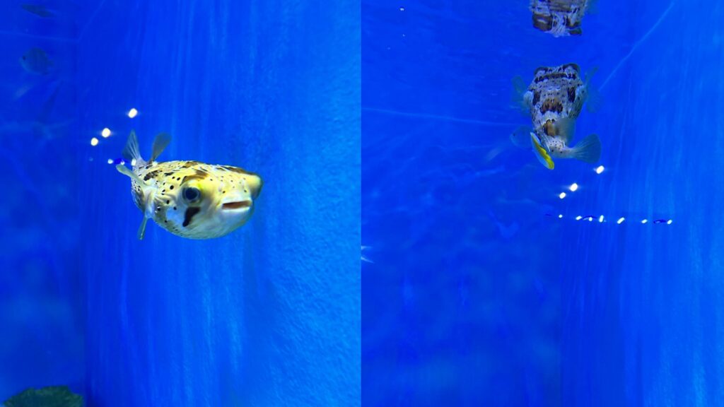 竹島水族館に行ってみた！