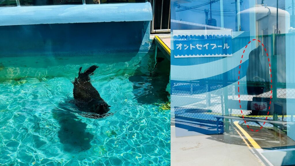 竹島水族館に行ってみた！