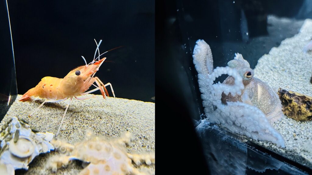 竹島水族館に行ってみた！