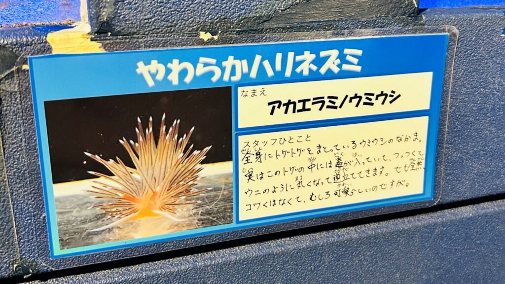竹島水族館に行ってみた！