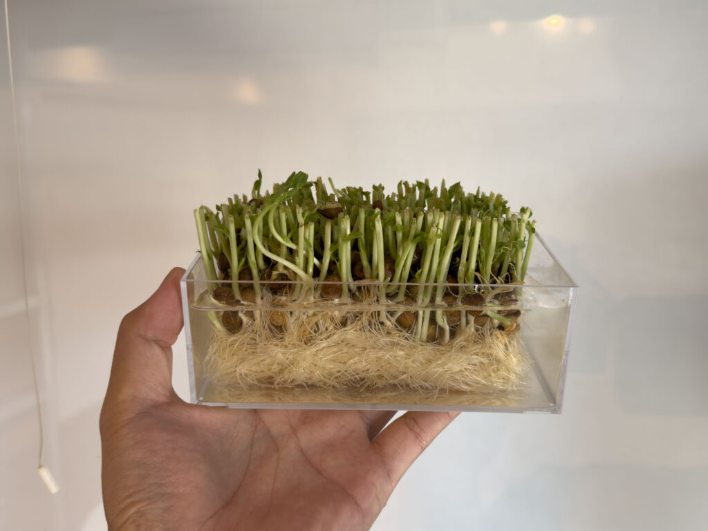 豆苗 (とうみょう) を育てています!2