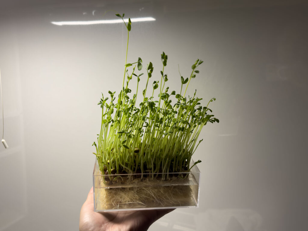 豆苗 (とうみょう) を育てています!2