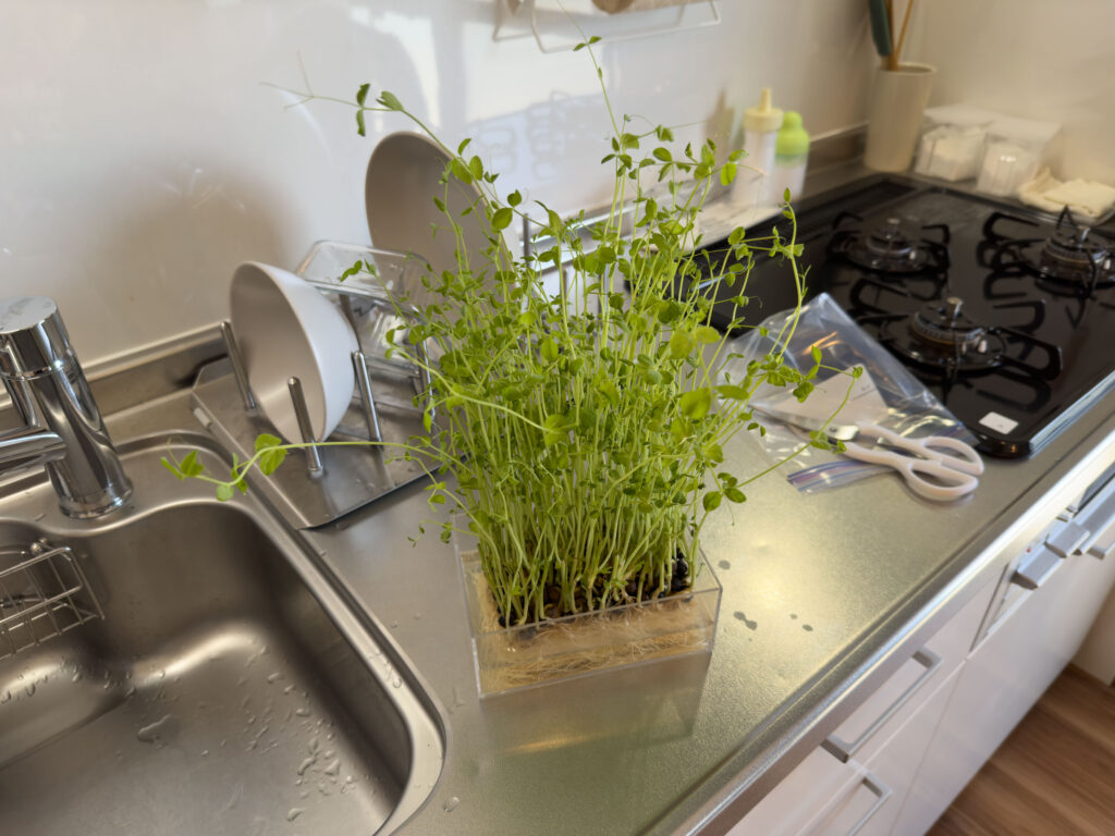 豆苗（とうみょう）を育てています！