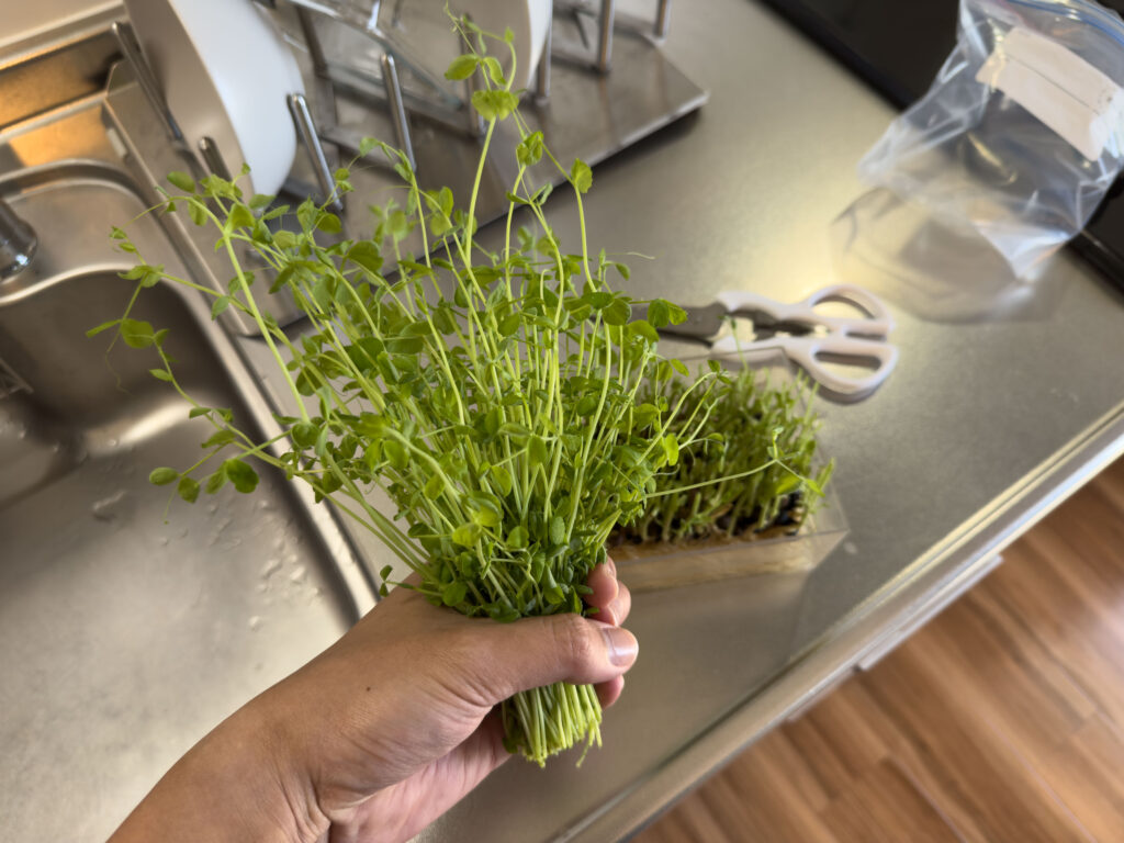 豆苗（とうみょう）を育てています！