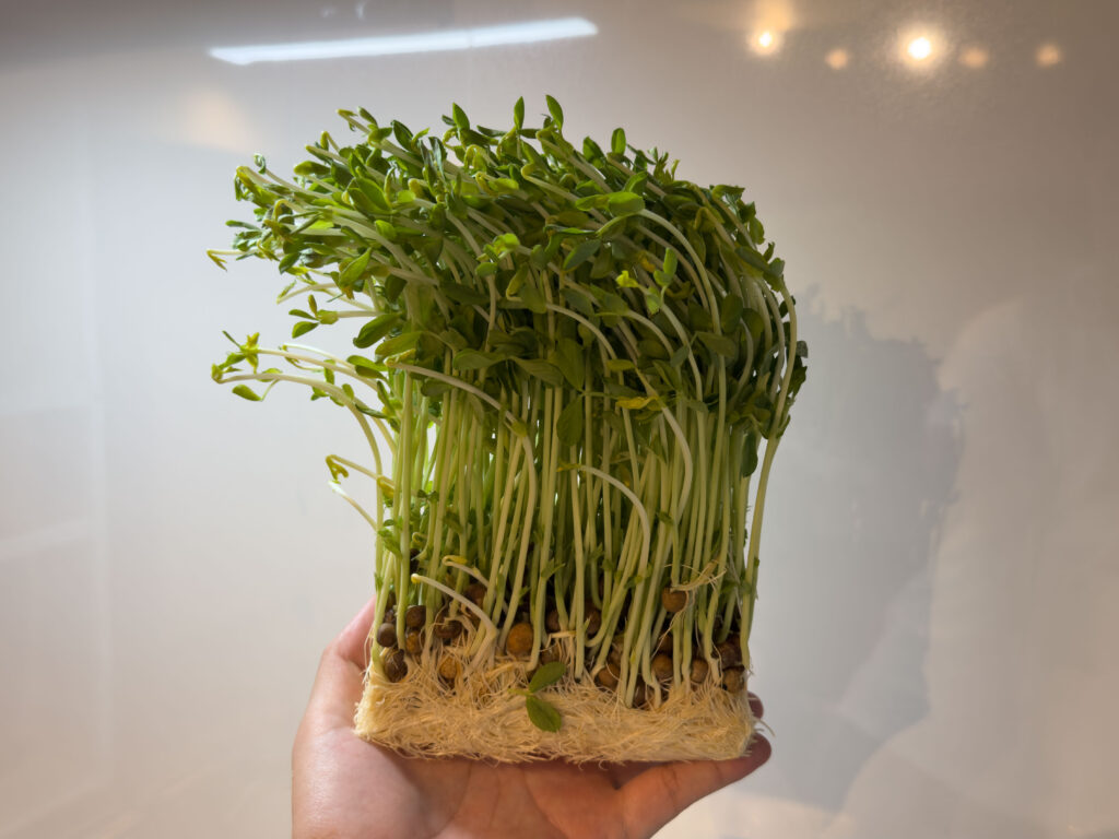 豆苗 (とうみょう) を育てています!2