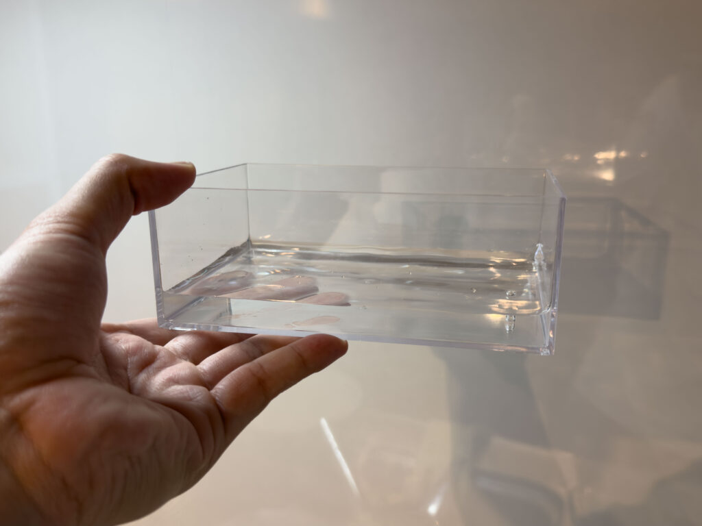 豆苗 (とうみょう) を育てています!2