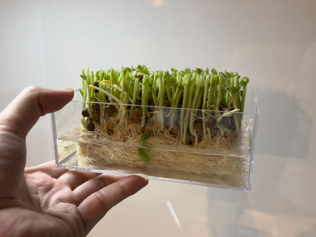 豆苗 (とうみょう) を育てています!2