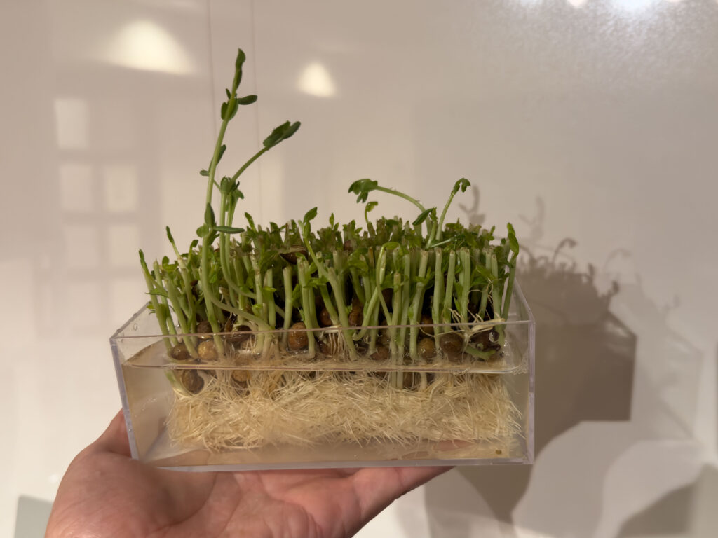 豆苗 (とうみょう) を育てています!2