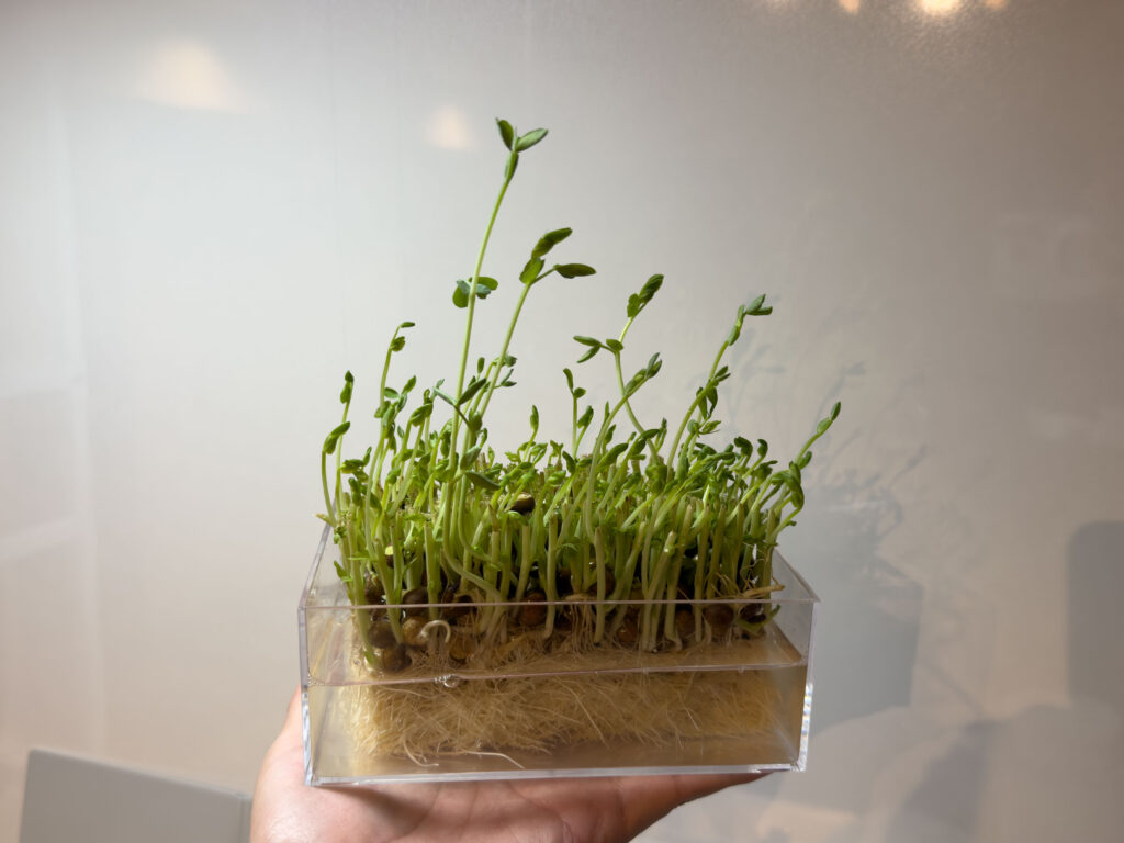 豆苗 (とうみょう) を育てています!2