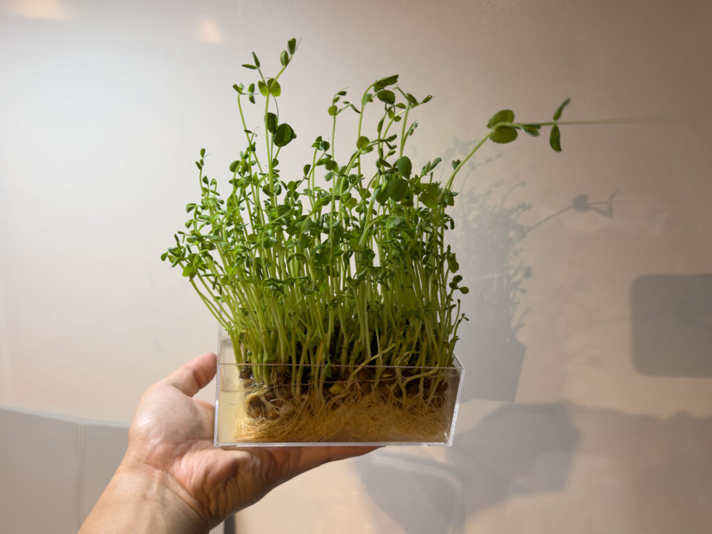 豆苗 (とうみょう) を育てています!2