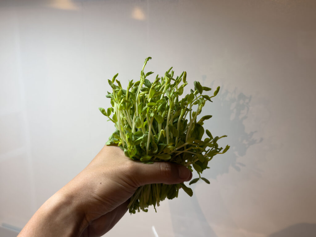 豆苗(とうみょう) を育てています！3