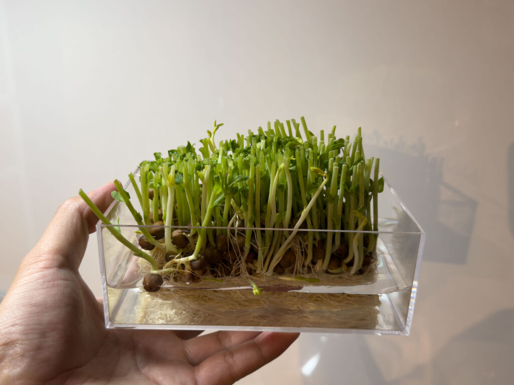 豆苗(とうみょう) を育てています！3