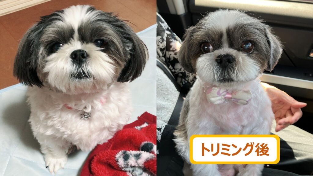 我が家のもふもふなぐうたらっ子