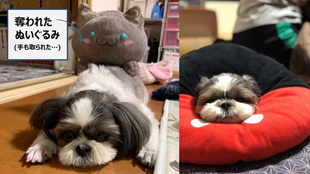 我が家のもふもふなぐうたらっ子