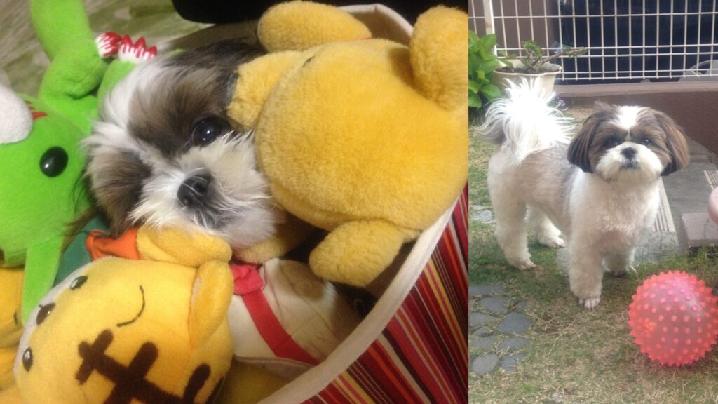 我が家のもふもふなぐうたらっ子