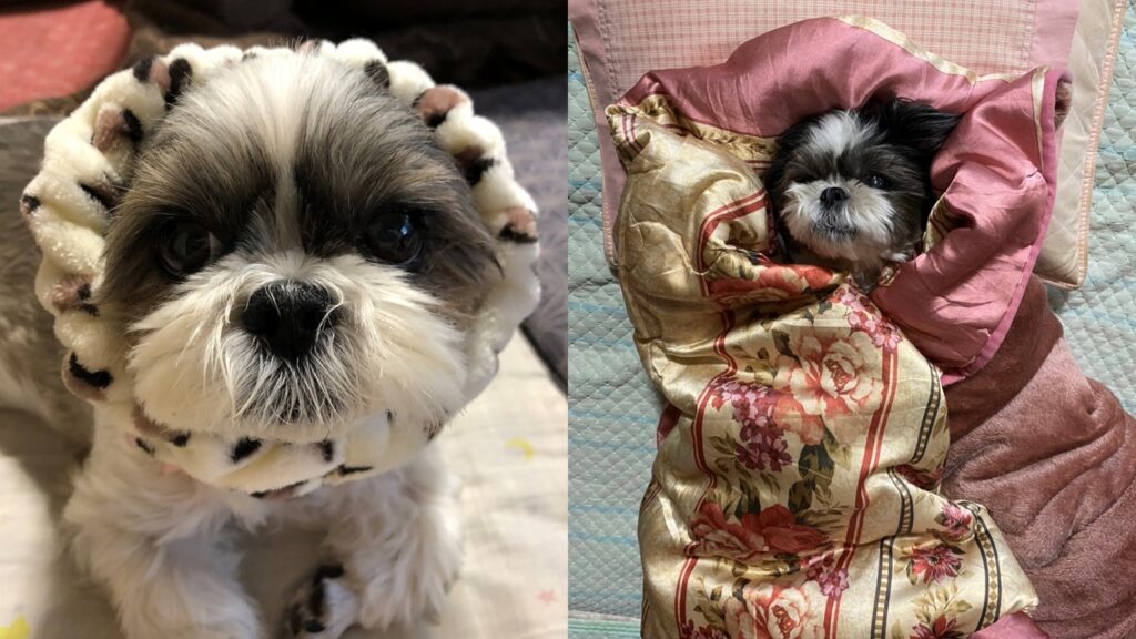 我が家のもふもふなぐうたらっ子