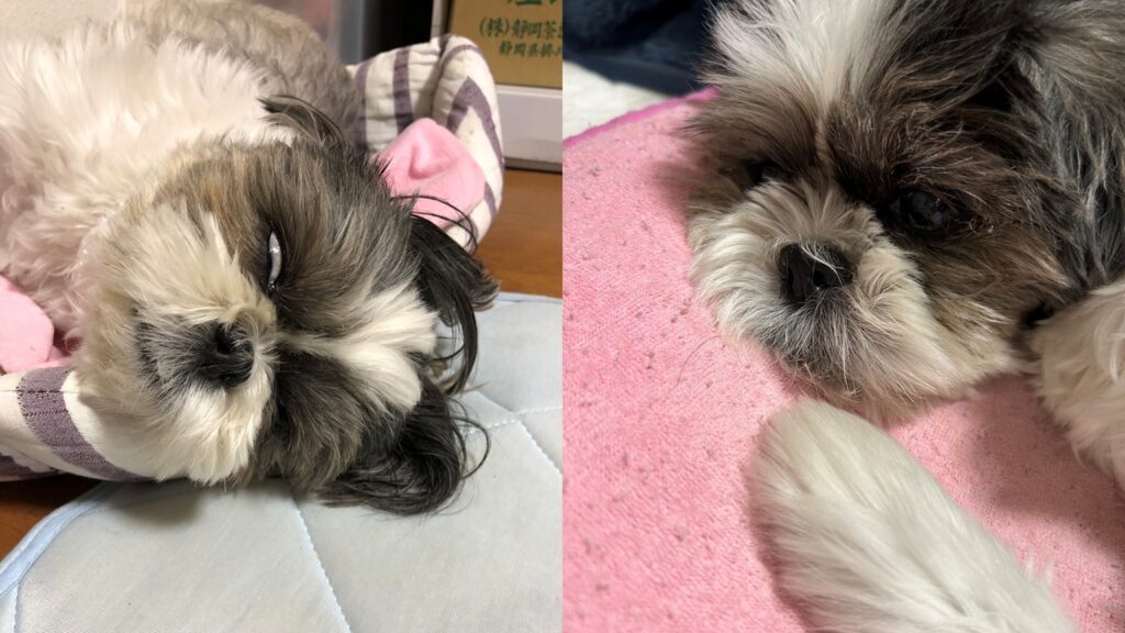 我が家のもふもふなぐうたらっ子