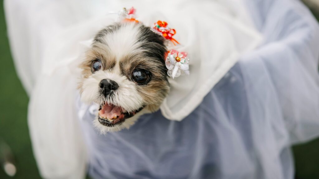 我が家のもふもふなぐうたらっ子