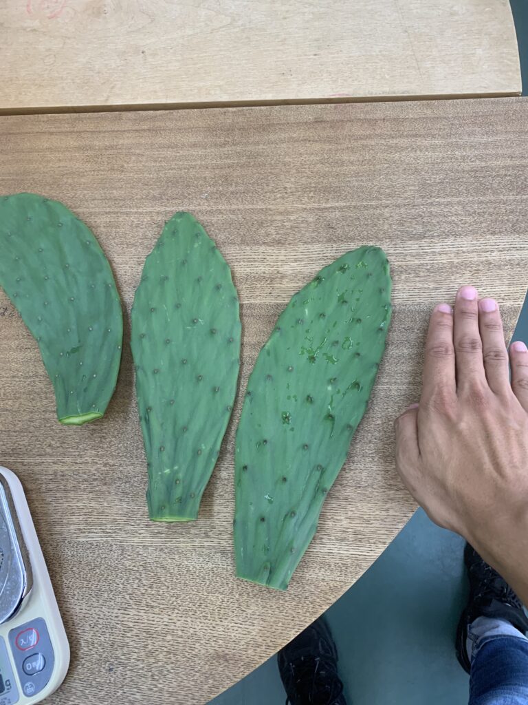 食べられるサボテン？