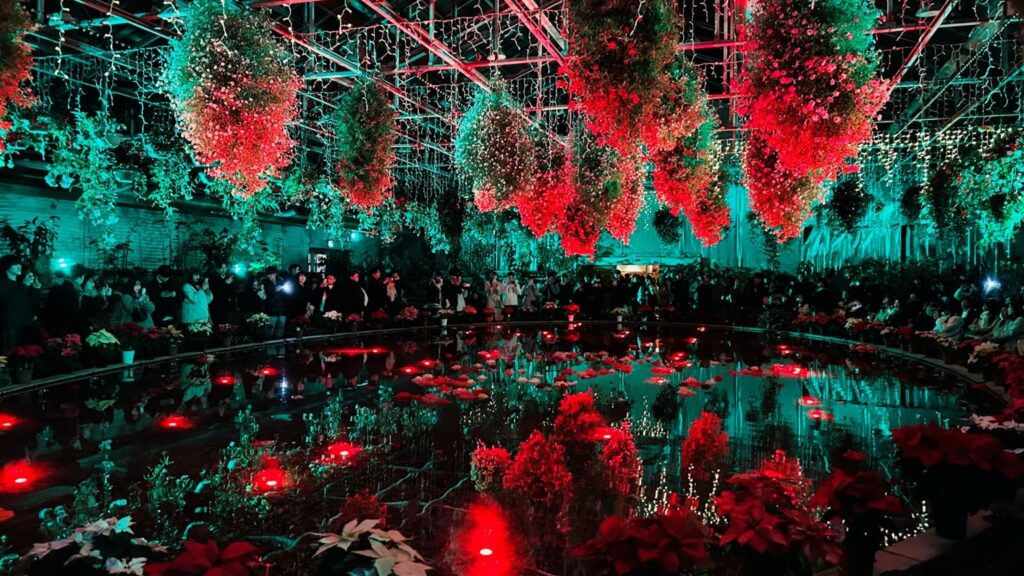 イルミのアルバム、開いてみた