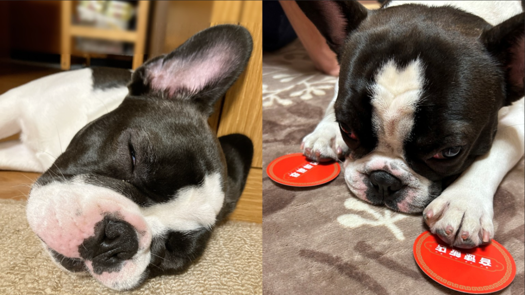 鼻ぺちゃ・フレブルさん