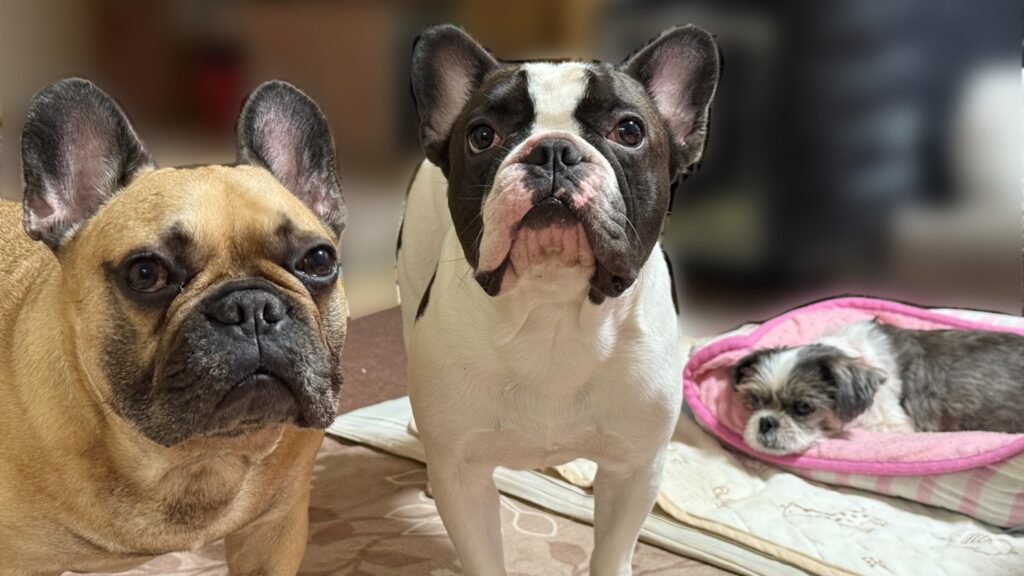 鼻ぺちゃ・フレブルさん