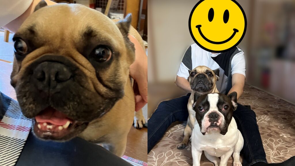 鼻ぺちゃ・フレブルさん